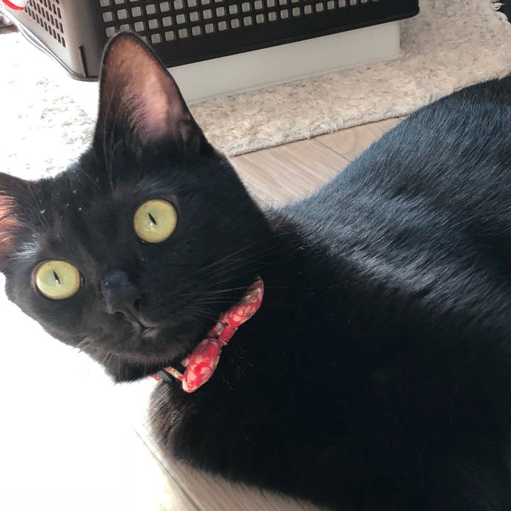 756e3627 a13a 43c0 a9e9 4e4f11e1d53d