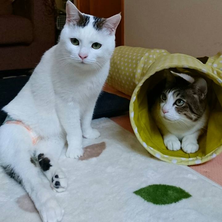 75961d0d 80de 4719 b365 ad9d7fa04212