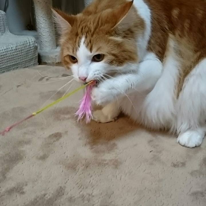 75ac928e 3cbd 4c26 85a7 1d6fbe30de41