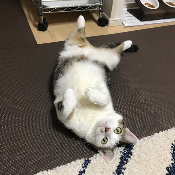 75b36132 5822 413d b259 82b9947b54cc