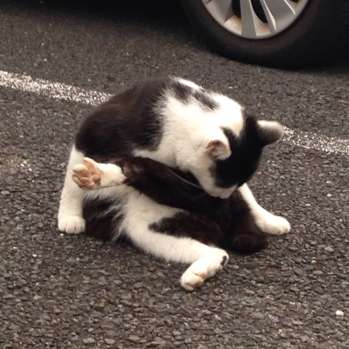 75e43a9a b558 4c6a 86a4 e8e4db74774e