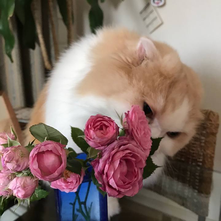 75f80a9a 5b19 4d56 ad6c 20719a221b8f