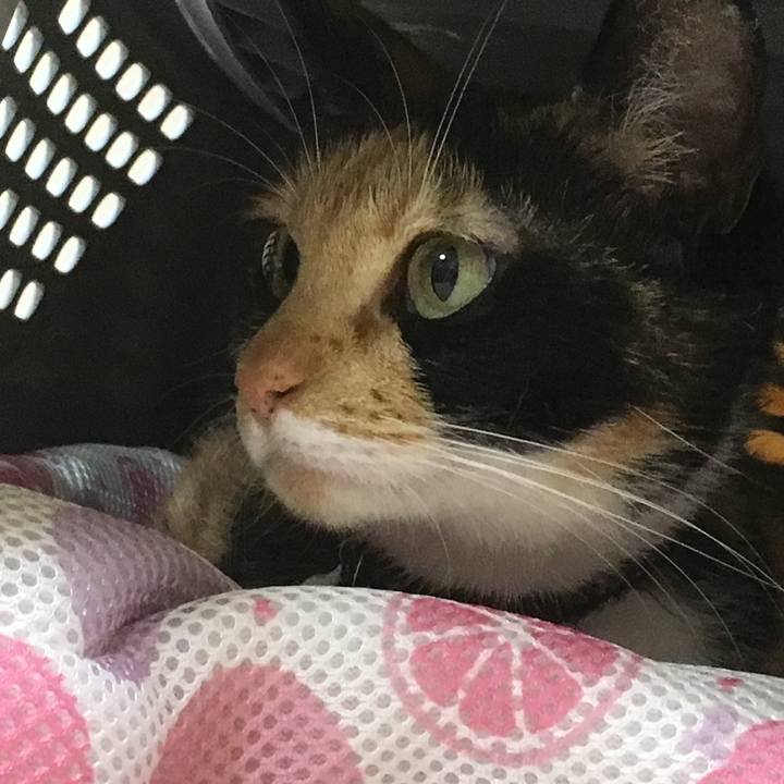 75fe5b04 bfba 4d99 86a0 269668ac8bcf