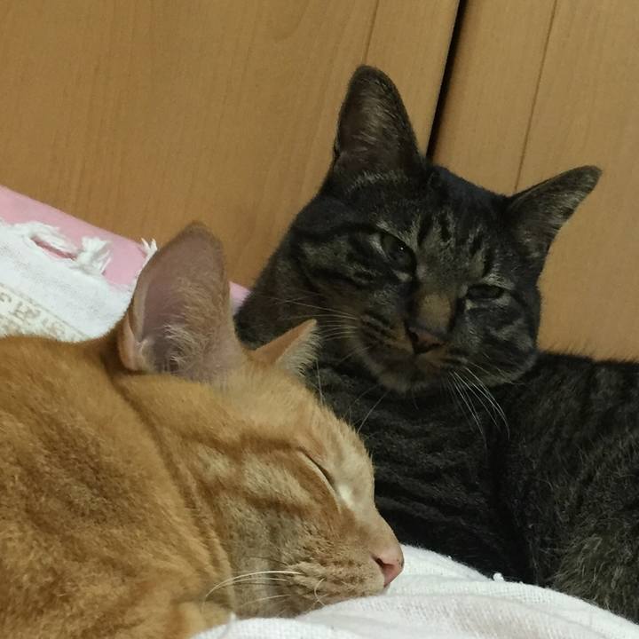 760f2a6d 53fc 4200 85a9 f6c0f1515f52