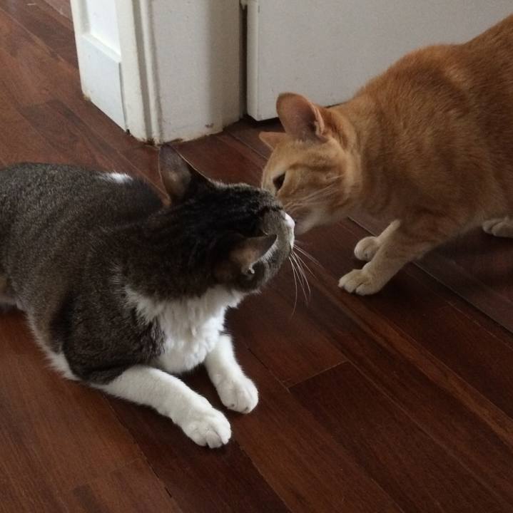 76295598 454a 4c0d bab2 c3c5fece1629