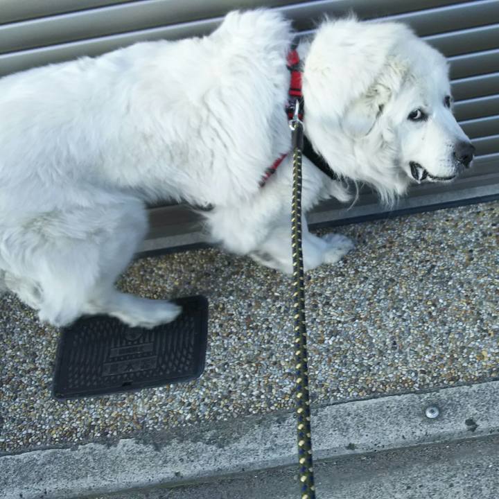 769009fc 88c7 4891 8ca9 f4f6fbd32350