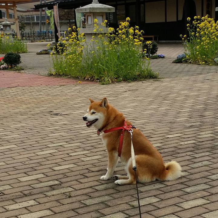 76c68555 56a0 4f9b a9dc 6faeb172de1f