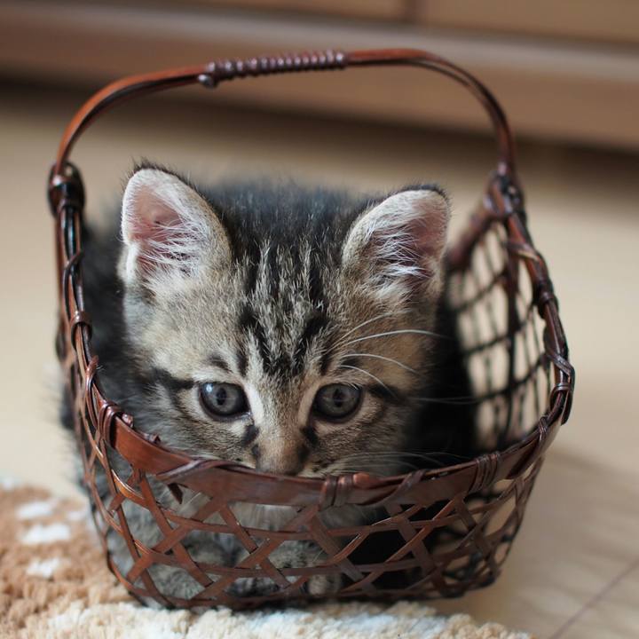 770606a4 2603 4376 9d80 caae77690a2d