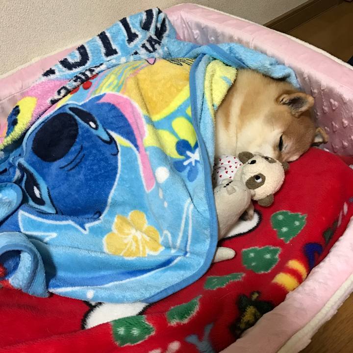 772e2531 d081 410d a81e ccddd767d489