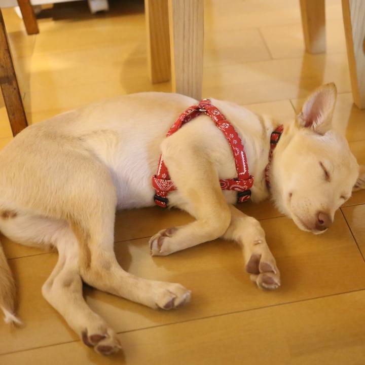 77372cd8 d788 4c46 a69a 995d7c24368a