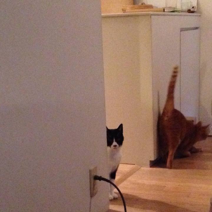 774088e8 7c72 44bf b6e7 e044346f170f