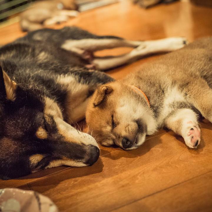 774f1c9a 543c 4158 90ba f6a19befafff