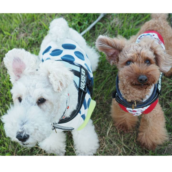 774f85e8 19c7 4240 9226 c034a2522b8c