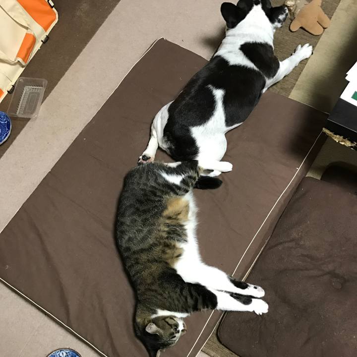 775129a0 a1bf 4e9e a3c8 6600e6ab273a