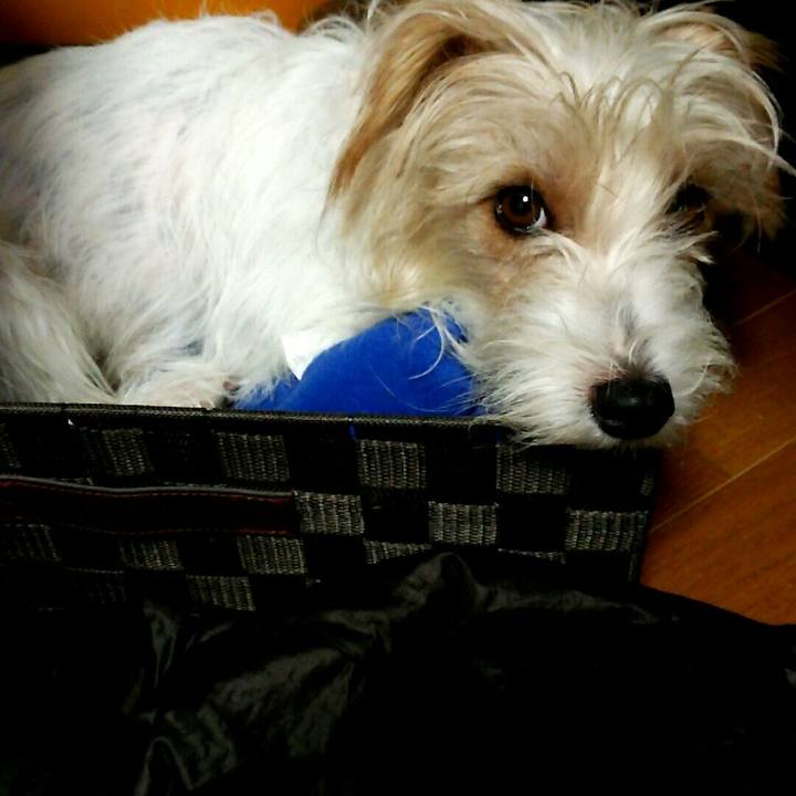 775aeafe 99ac 475a 8d91 7234210f309c