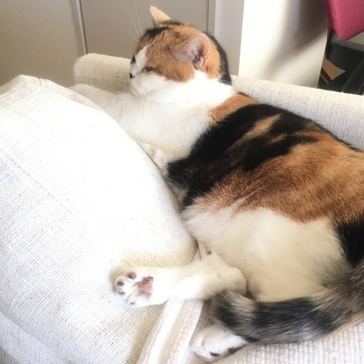 775d985e 7421 4d3c a758 c0ddc8e27ef3