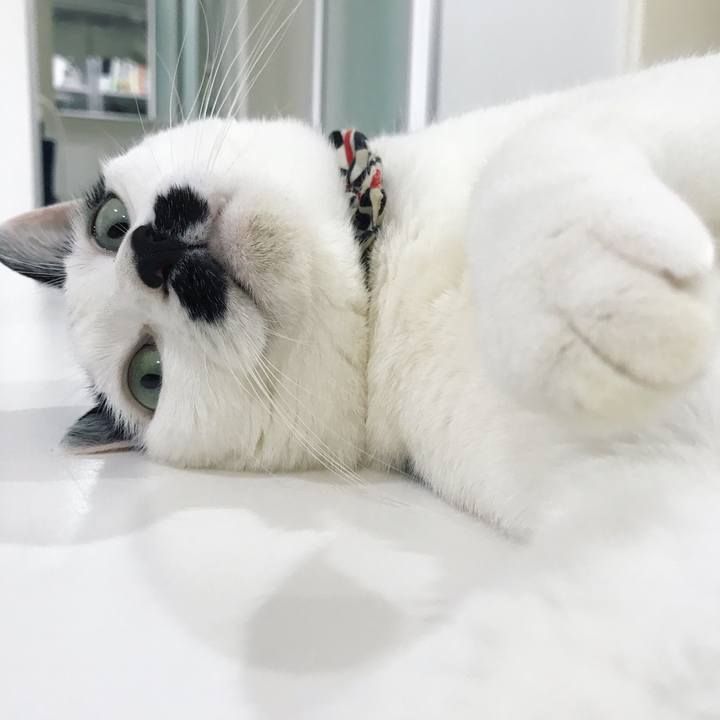 77625a1c cd90 48a7 a47b 981480e10c80