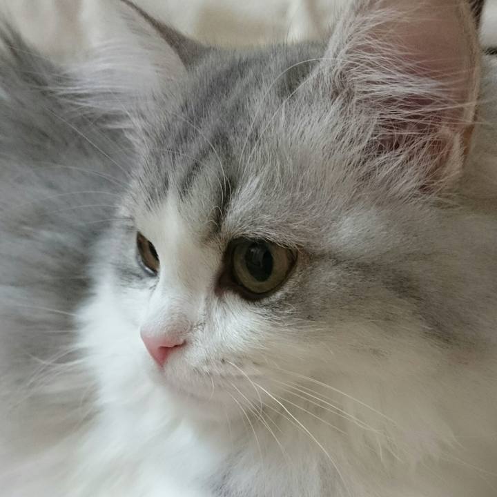 77800286 6402 4b76 b8f2 b06433af7549