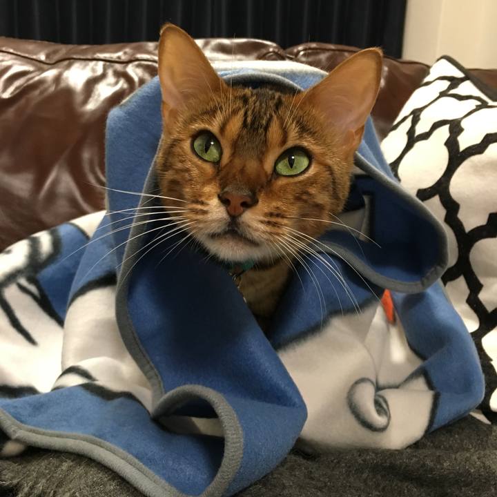 7797c3d9 dcbc 4ae7 8874 0aaabf184ef1