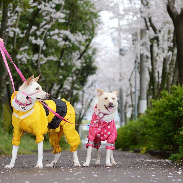 77a398bf a6a8 4da2 acbd 6cd87123f7e9