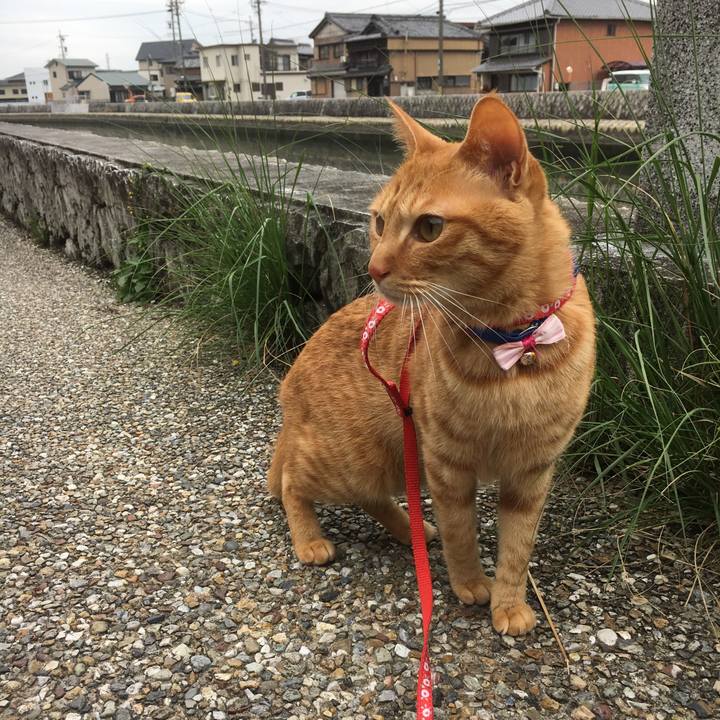 77a63a00 aa9d 465c 8994 31e2832ebb74