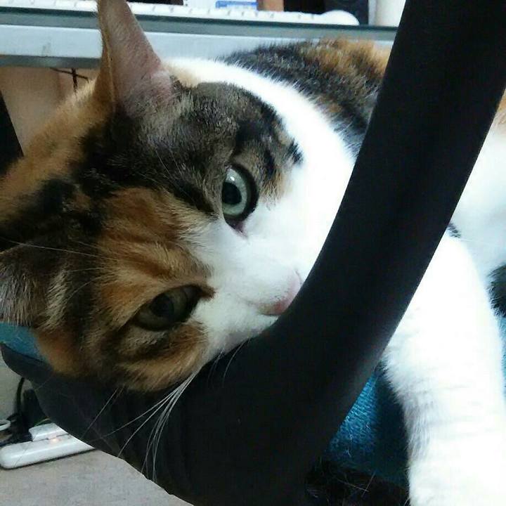 77a6e32a cb76 473c 9e86 feacff0e3d5f