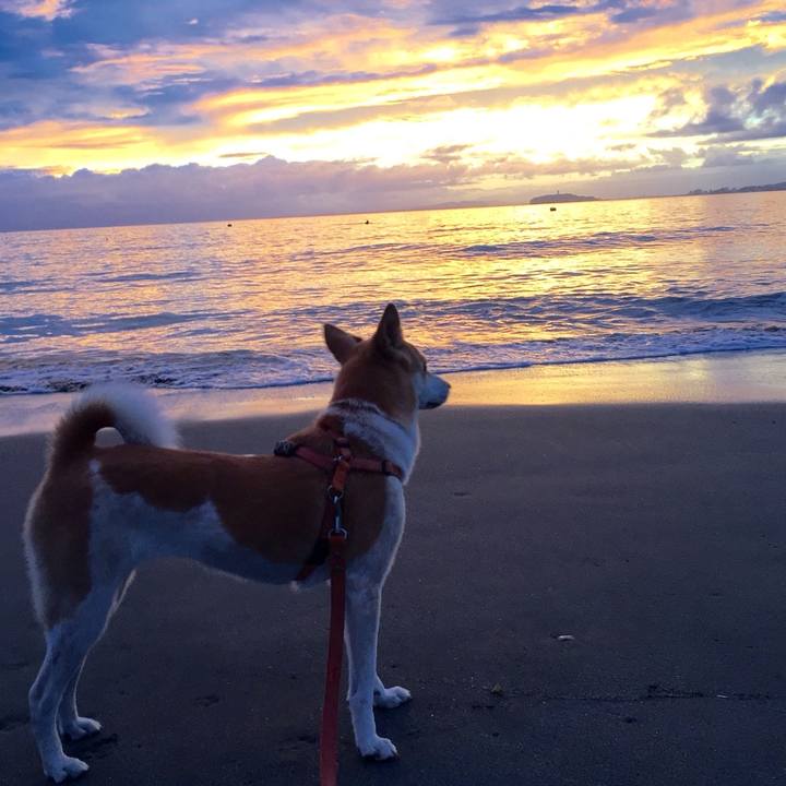 77a77e9a 4825 4f61 bc22 637e86e9c3d2