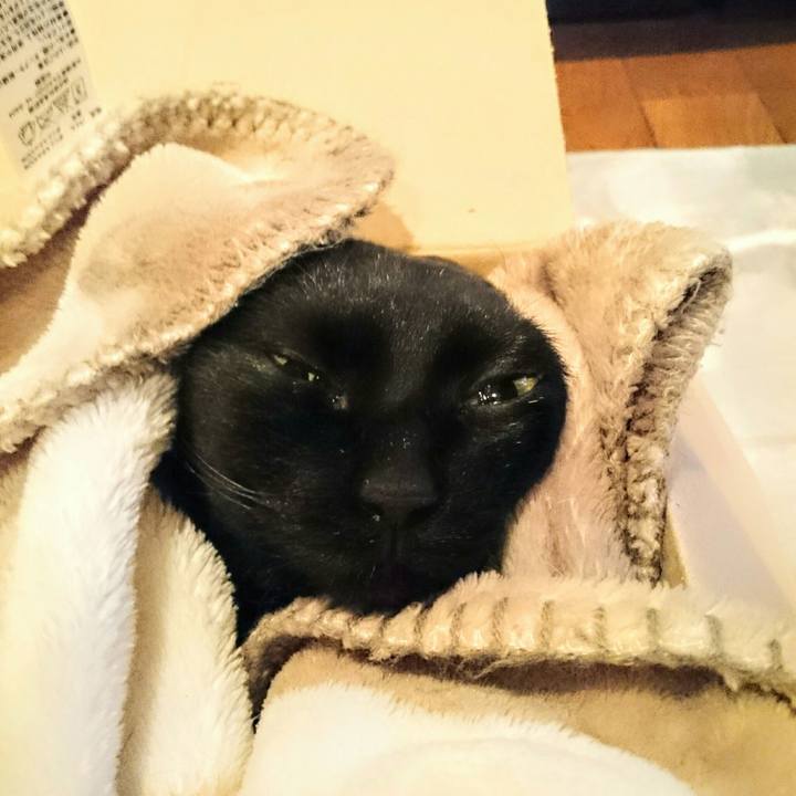 77a81ad0 7366 411d 9877 664a2bb2ee6f