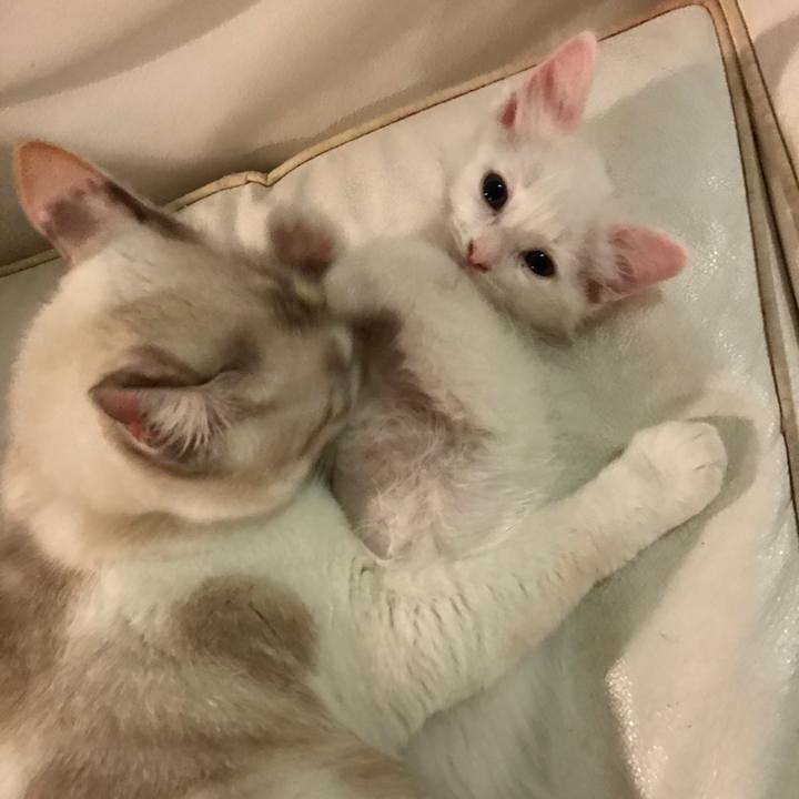 77a994b0 1ba8 487a b8f3 f92ed3e3aae6