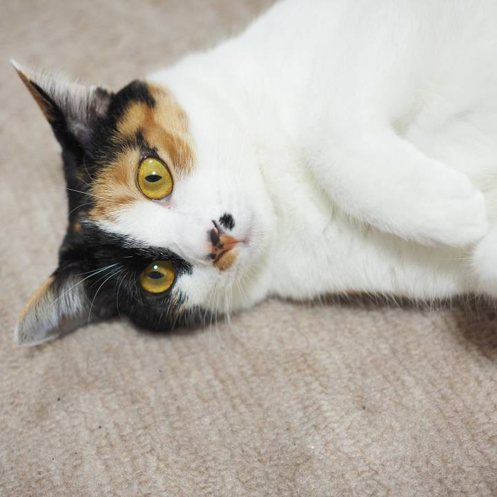 77ade923 fc0b 414e bfef ad878b610dca