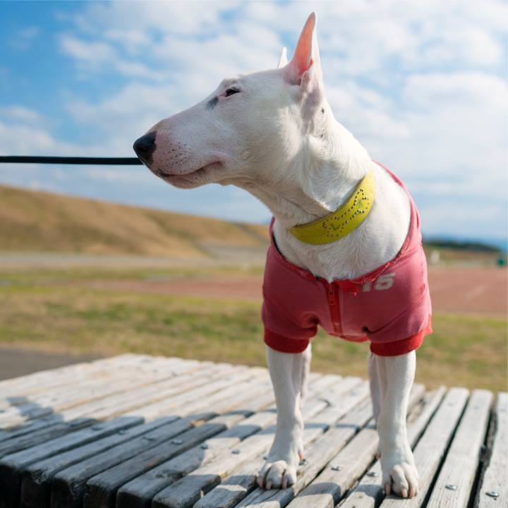 77aeffaa 8f79 4927 8e74 1623315a59ec