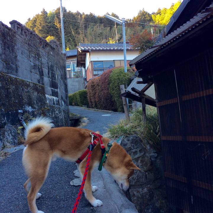 77b2423a 6468 432f a0ef b1f173442705