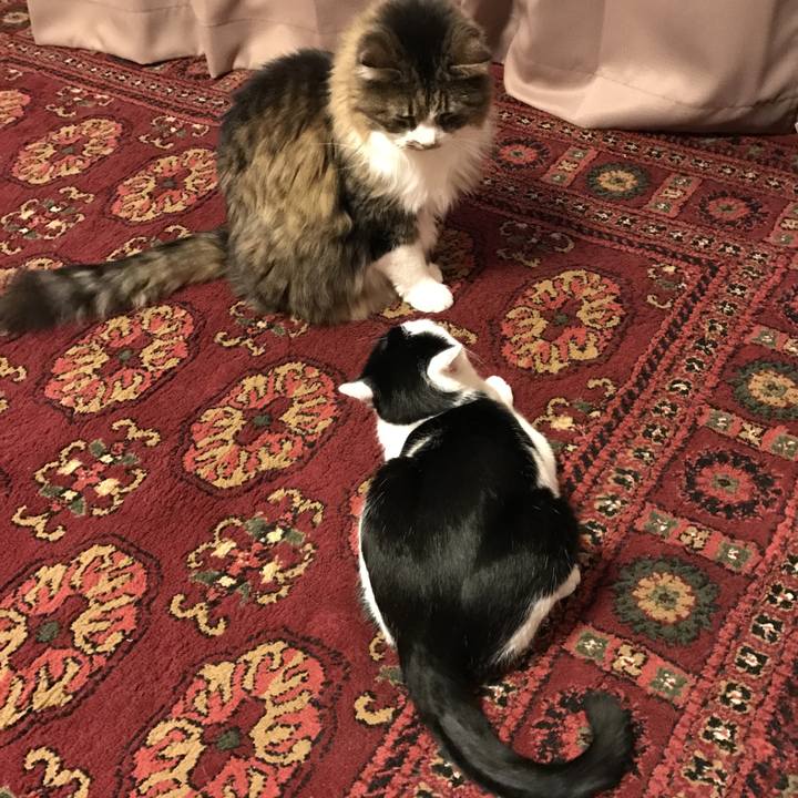 77b38cde ce71 4601 af2a 00c981c6607a