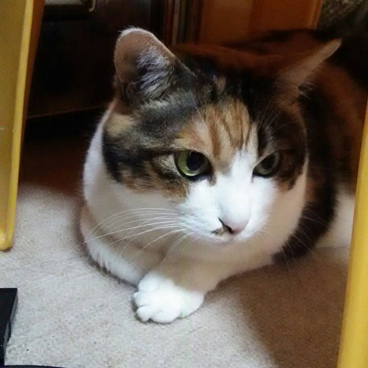 77b60cbb 036c 4a0c 8ff4 33e49256290c