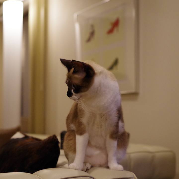 77b85032 a22a 4572 b51a 6a9734ab0076