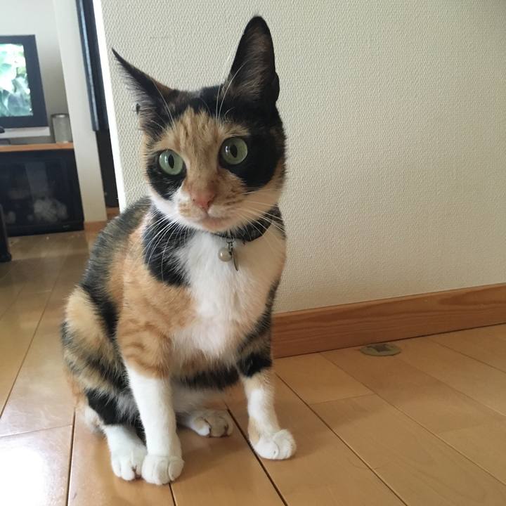 77bec68a 3184 4c8b ab5d 4d4053a5ff85