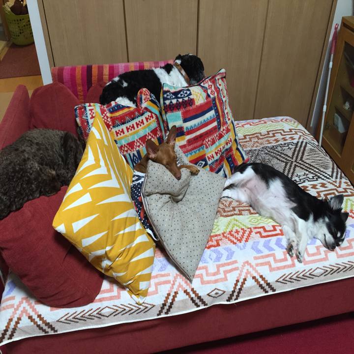 77c85903 c255 4f2d bb82 c1c6f27671dd