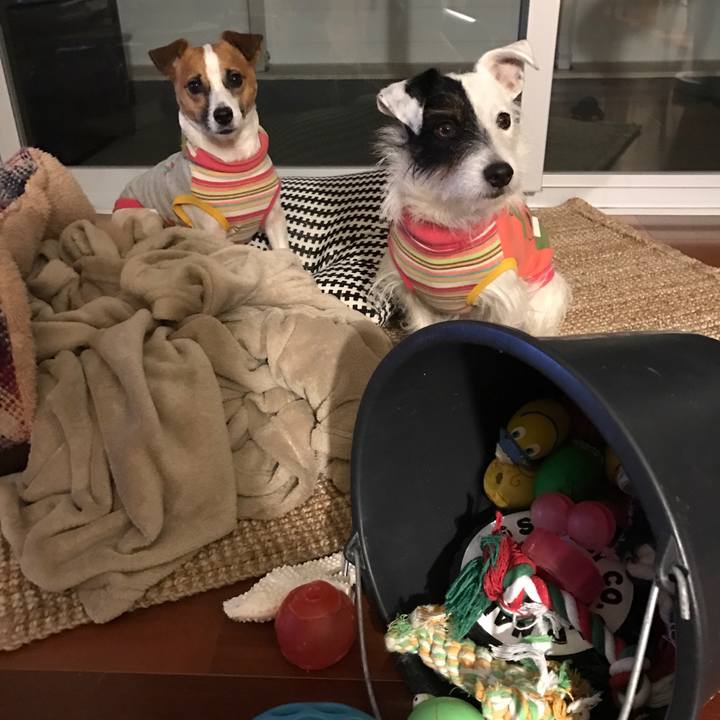 77c8b8b4 3632 449a 90c3 6519aee66502