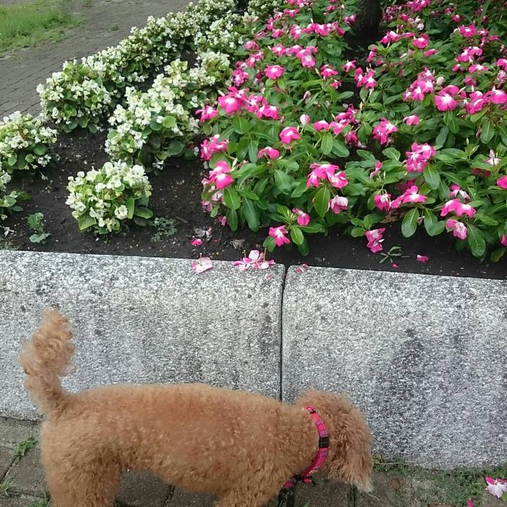 77ca8b87 be7e 4e85 9e64 cbbe1e17fdc0