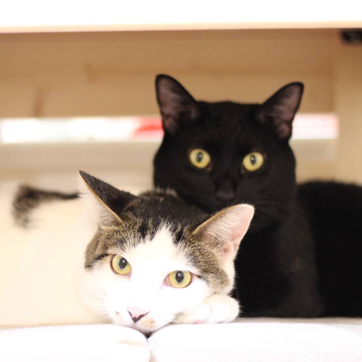 77caca58 6b66 4a91 87e0 4aaab8c4c4ac