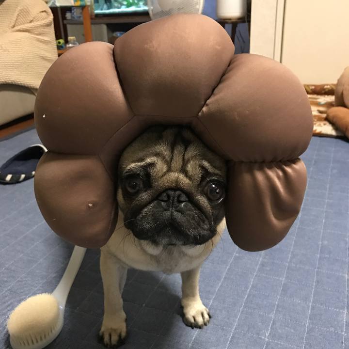 77d229c0 2310 46aa 978e 1c070f91407e