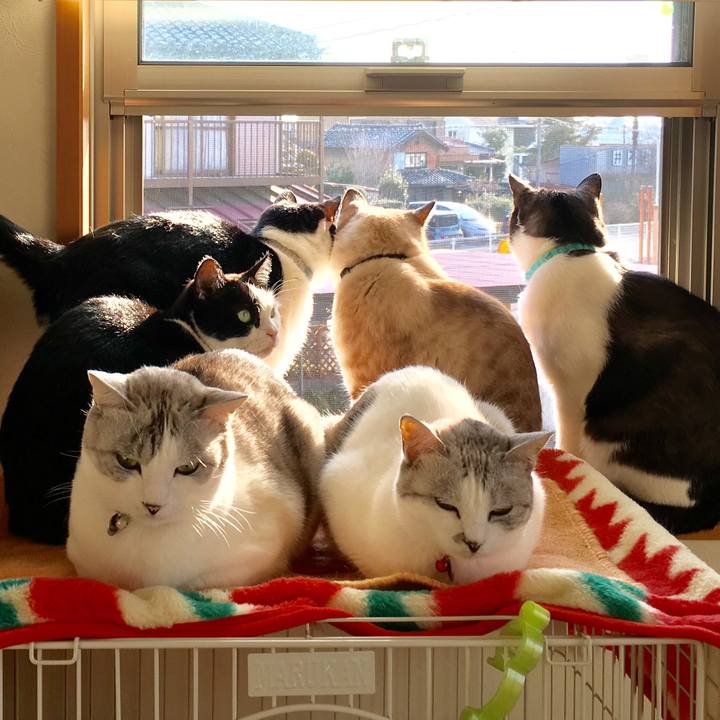 77d32bcd 118c 434b b48a 3e003b1fc226