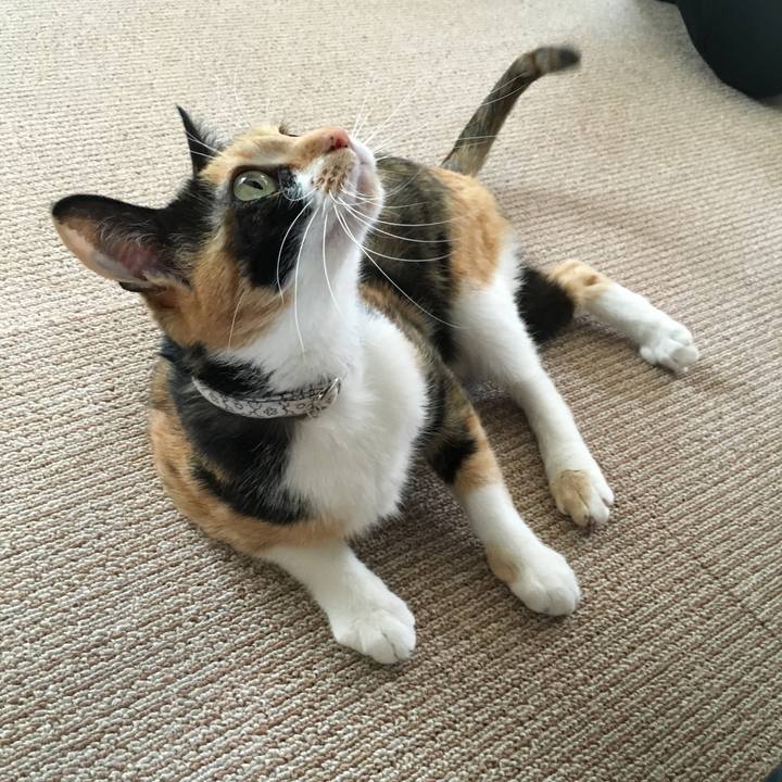 77d8d11b ce16 4685 9718 06c538260265