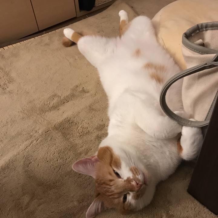 77f2ee54 ca84 4efa b78a c7ff53e7b0e6