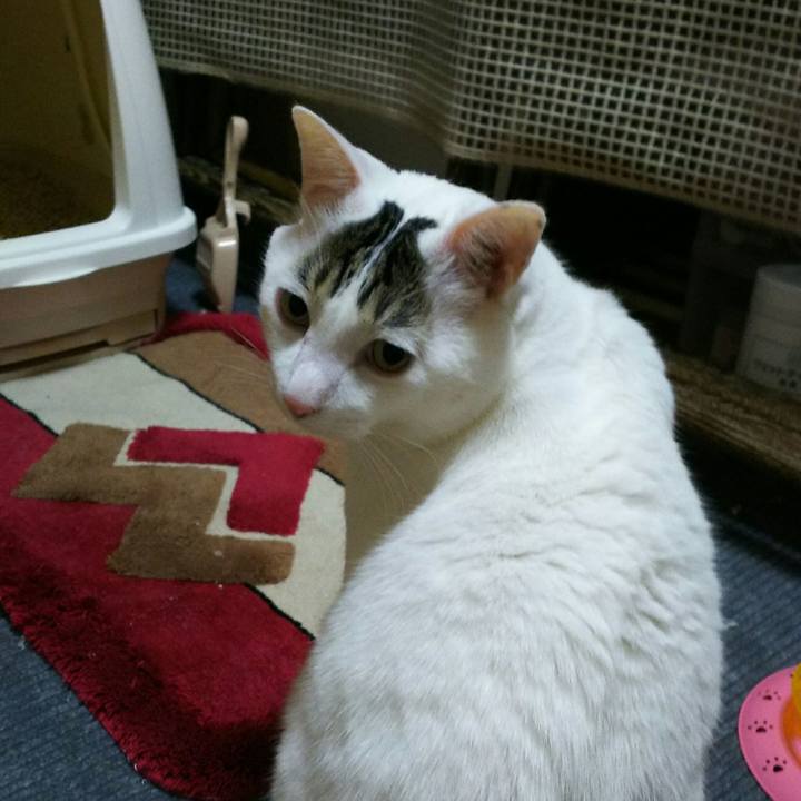 77f55305 fac0 4e02 8f5a fb8f2c5ed5d8