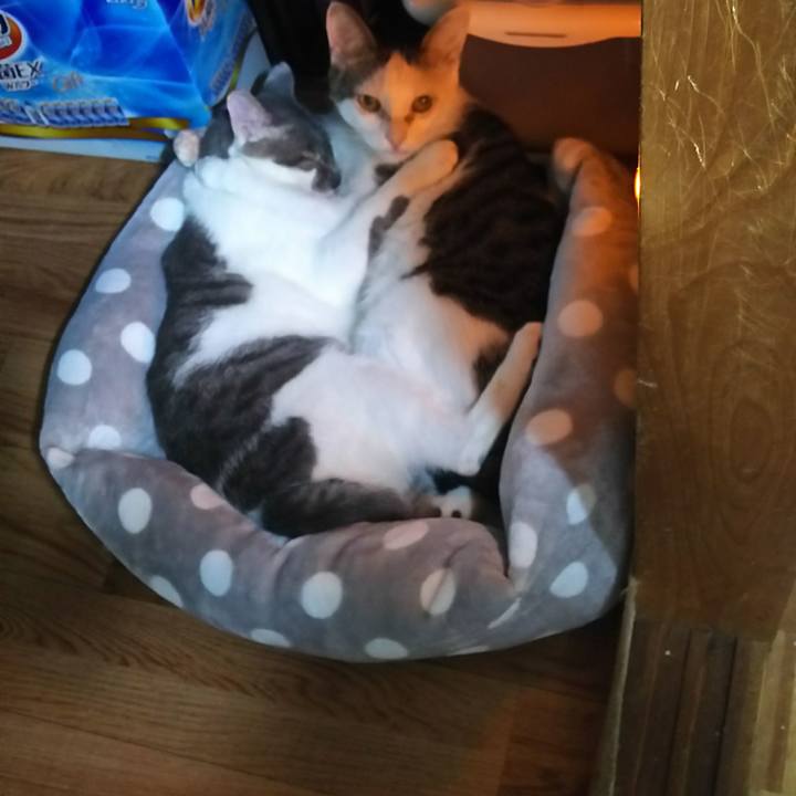 77f5a1f2 7b46 4c08 b6ad cba2c4354a88