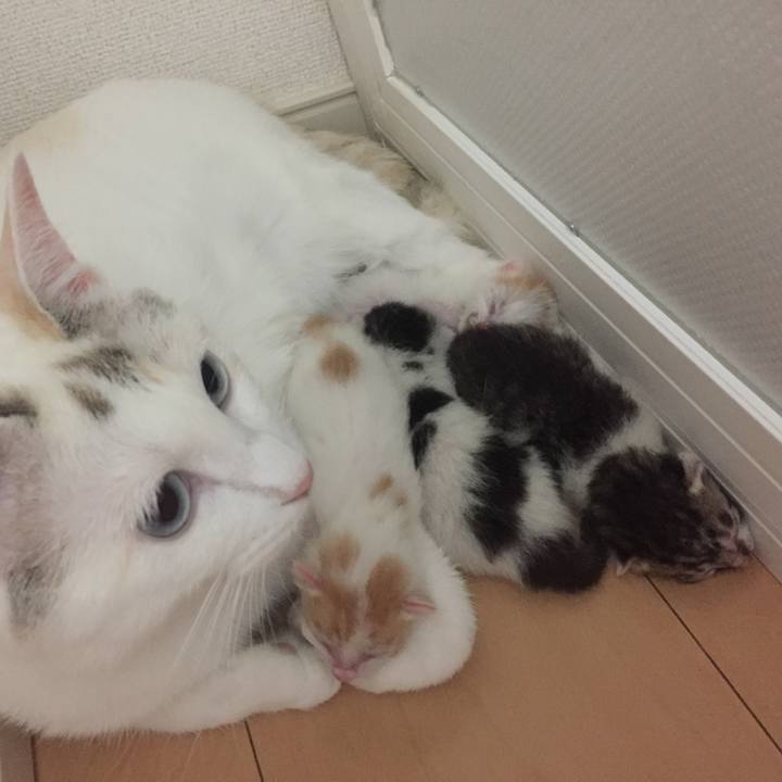 780a24ed ba4b 4be9 8a68 c639b2a44210