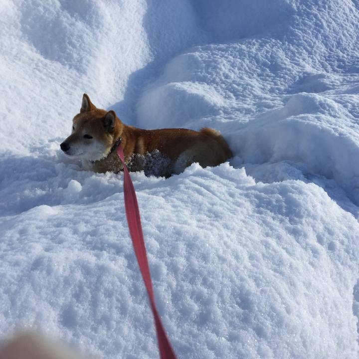 780adfc1 d39c 43d0 9db6 04279e3f0429