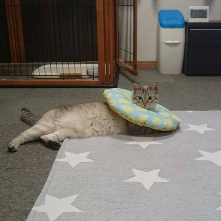 781f72bc 1ea0 463a a986 d4bcea3fd38d