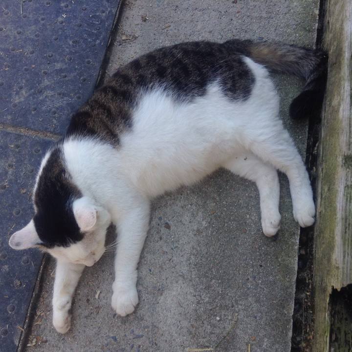 7825472c 12a0 445f a85d 67f15400277c